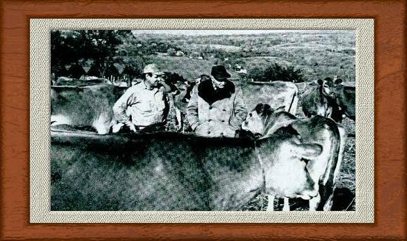 Dr. Jarvis on a Vermont Farm Inspecting the Cows