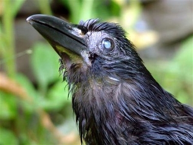 Tata, 59 year old crow in undated picture provided by the bird's caregiver